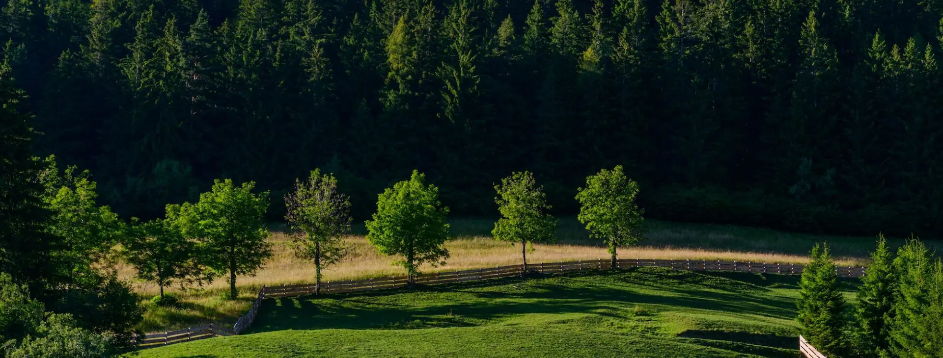 forest clearing in the summer