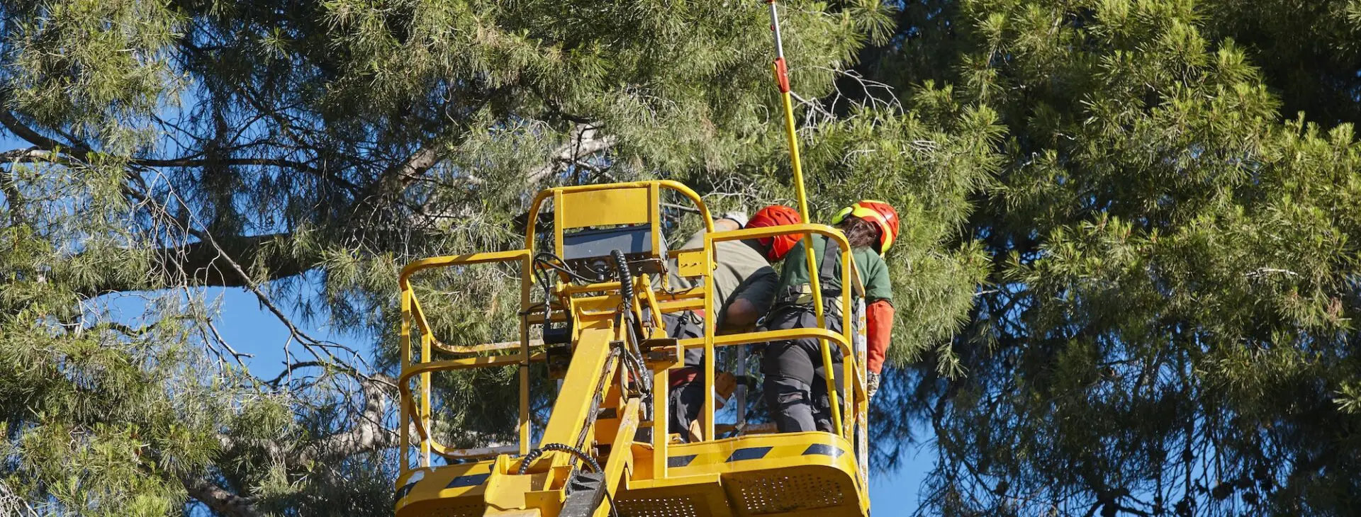 Tree work, pruning operations. Crane and pine wood forest