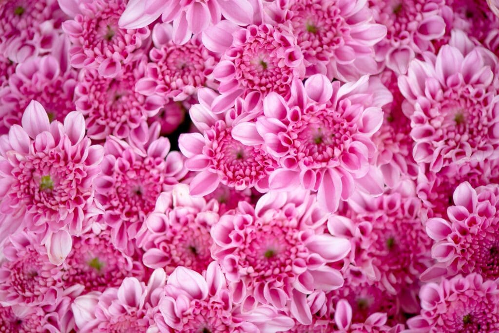 Bunch of pink chrysanthemum flowers or Thai name call Mam Chompoo